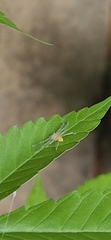 Olios