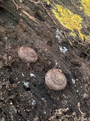 Helminthoglypta