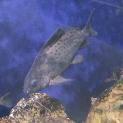 Synodontis eupterus