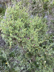 Indigofera denudata
