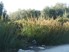 Arundo plinii