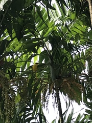 Oriolus chinensis