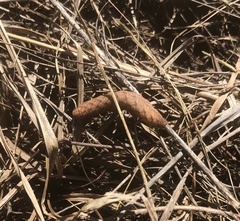 Amphion floridensis
