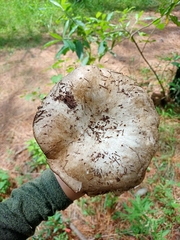 Russulaceae
