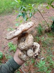 Russulaceae