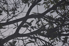 Callosciurus erythraeus