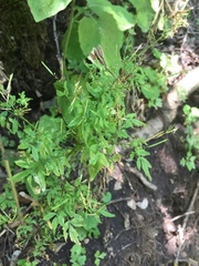 Cardamine impatiens