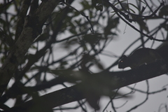 Callosciurus erythraeus