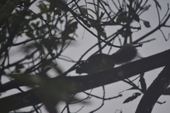 Callosciurus erythraeus