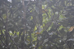 Pycnonotus finlaysoni eous