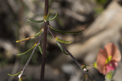 Chorizema uncinatum