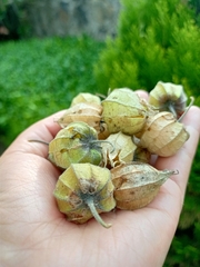 Physalis peruviana