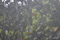 Pycnonotus finlaysoni eous
