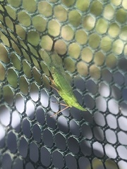Rhynchomitra