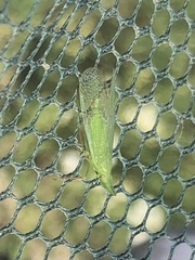 Rhynchomitra