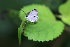 Neopithecops zalmora