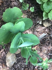 Hylotelephium telephium