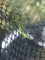 Rhynchomitra