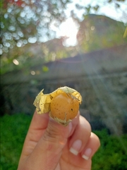Physalis peruviana