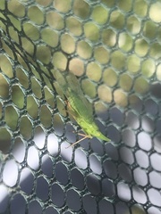 Rhynchomitra