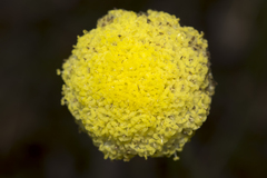 Craspedia variabilis