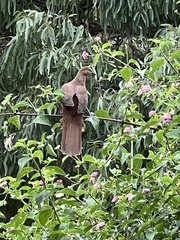 Macropygia phasianella