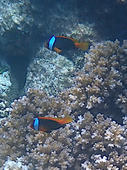 Amphiprion melanopus