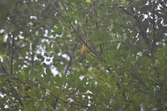 Iole propinqua innectens