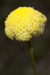 Craspedia variabilis