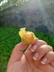Physalis peruviana