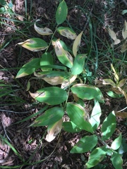 Polygonatum multiflorum