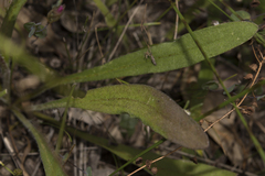 Craspedia variabilis