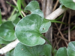 Dichondra