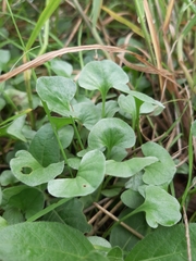 Dichondra