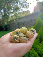 Physalis peruviana