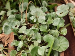 Dichondra