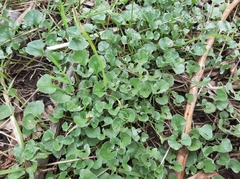Dichondra
