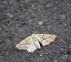Tetracis jubararia