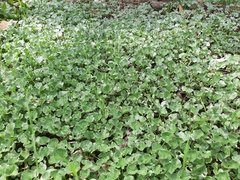 Dichondra