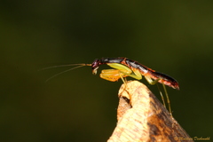 Odontomantis