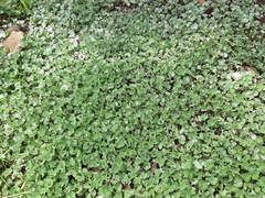 Dichondra
