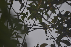Pycnonotus finlaysoni eous