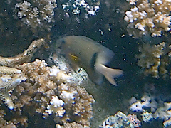 Plectroglyphidodon dickii