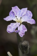 Dampiera eriocephala