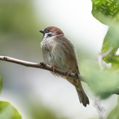 Passer montanus