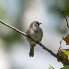 Passer montanus