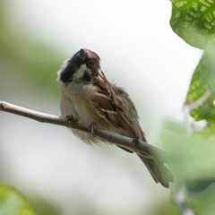 Passer montanus