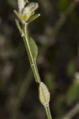 Dampiera eriocephala