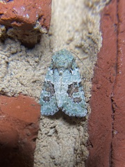 Lacinipolia laudabilis