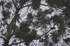 Callosciurus erythraeus